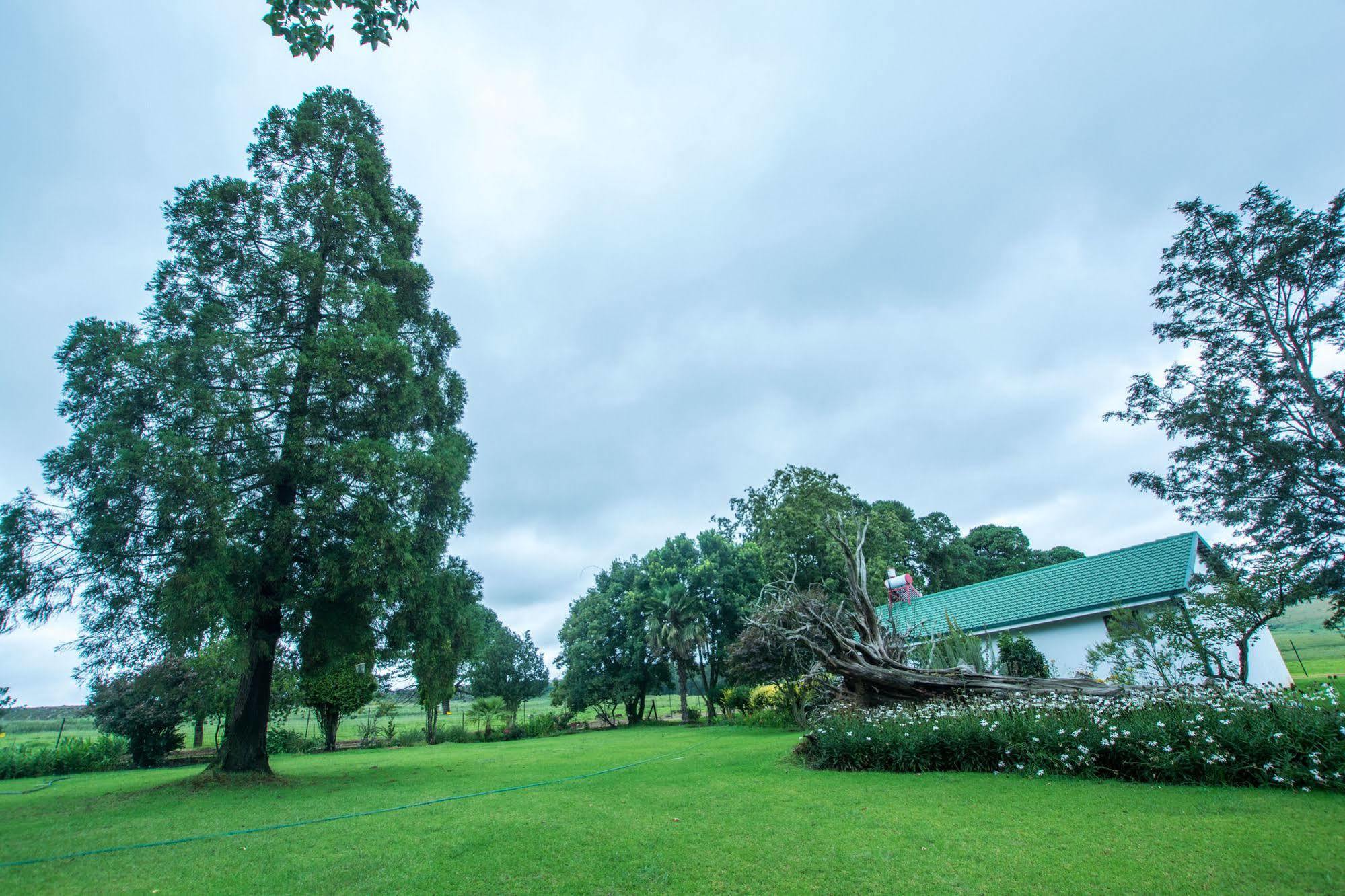 Hoyo Hoyo Machadostud Lodge Helvetia Noord